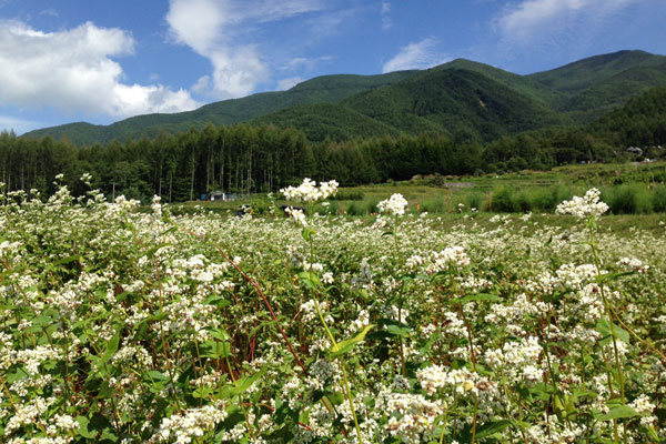 そばの花